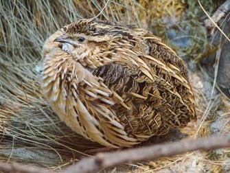 Common Quail Photos And Wallpaper Collection Of The