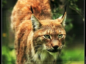 Lynx Wallpaper HD Pictures Image Background