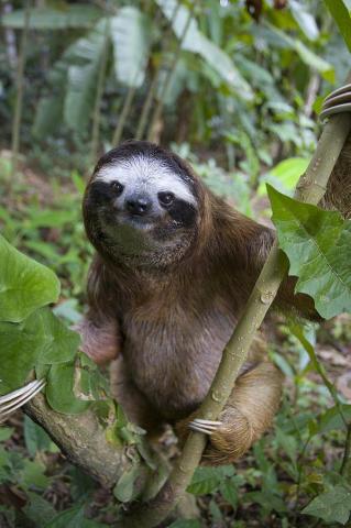 Brown Throated Three Toed Sloth Photograph By Suzi Eszterhas