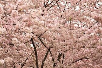 Craig Corl Photography Washington Dc Cherry Blossoms Part