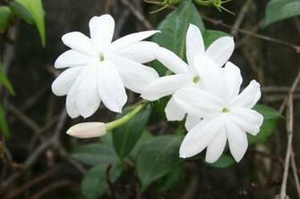 Jasmine Flower Wallpaper Background Image
