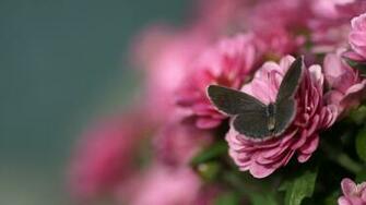 Flowers Wallpaper Black Butterfly Pink Flower