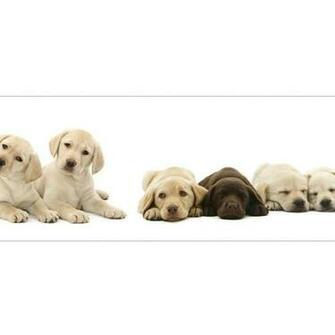 Mural Style Wallpaper Border X Jpeg 50kb Puppies Dog