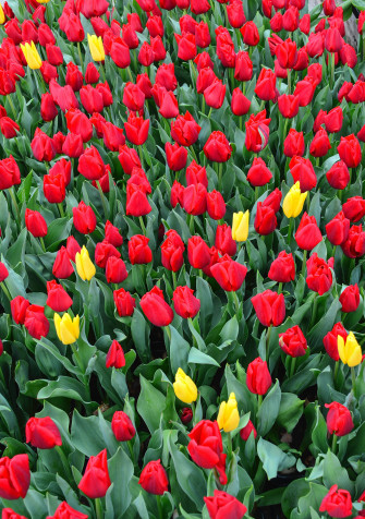 Tulips Macbook Wallpaper On
