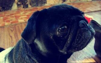 Pug Wallpaper HD