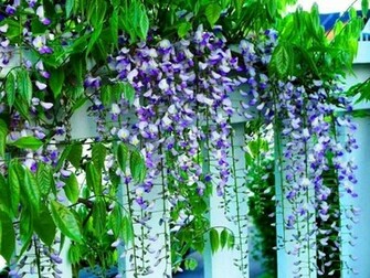 Wisteria Wallpaper