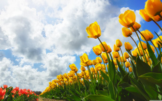 Image Of Spring Wallpaper