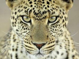 Leopard Wallpaper