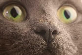 Cute Korat Face Photo And Wallpaper Beautiful