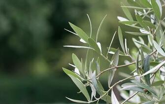 Oil Extra Virgin Olive Photo Picture Image And Wallpaper