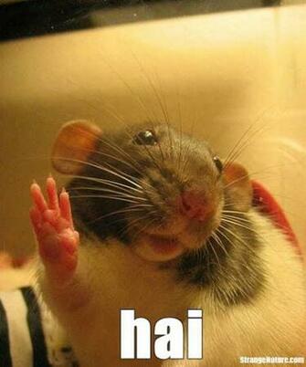 Funny Animals Wallpaper With Sayings