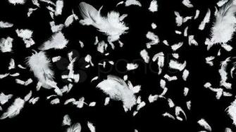 Stock Video Flying Feathers Buy Now Pond5