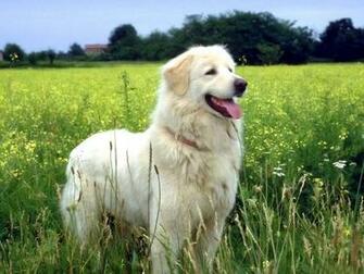 Dogs Wallpaper Beautiful Animal Photos Gallery