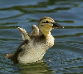 Cute Baby Duck Pictures To Make You Say A