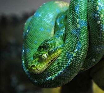 Green Tree Python Flikie Wallpaper