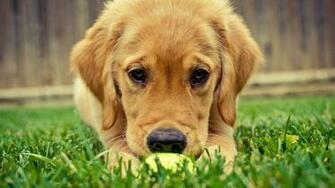 HD Golden Retriever Dog Wallpaper HDwallsource