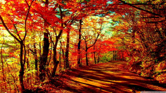 Fall Wallpaper