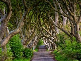 Wallpaper England Northern Ireland Dark Hedges Beech Alley