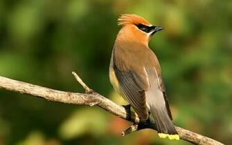HD Wallpaper Nature 1080p Birds Birding