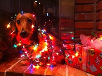 Dachshund Christmas Cards Religious Hallmark