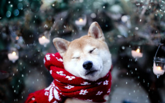 Cute Winter Snow Wallpaper