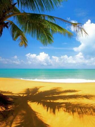 Wallpaper Dunk For Android Tropical Palm Tree On Beach iPad