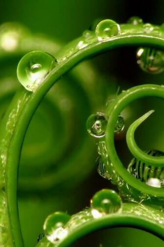 Fern Spore Plant Water Gweeeeen Hqd