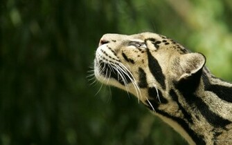 Animals Wallpaper HD Widescreen Desktop