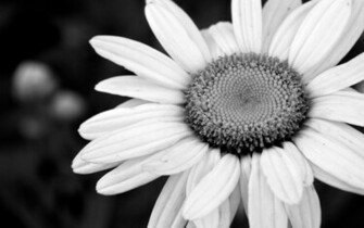 Black And White Flower Wallpaper Background For Desktop
