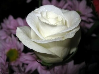 Flowers For Flower Lovers White Rose Desktop HD Wallpaper