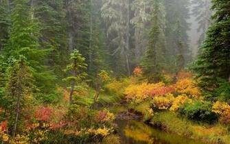 Hq Brook Mount Rainier National Park Wallpaper