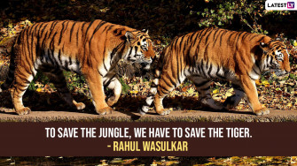 International Tiger Day Image And HD Wallpaper For