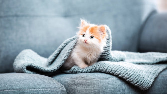 Baby Animal Kitten Cat 4k Ultra HD Wallpaper