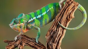 Chameleon Wallpaper Full Desktop Background