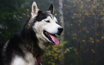 Siberian Husky Photos HD Wallpaper