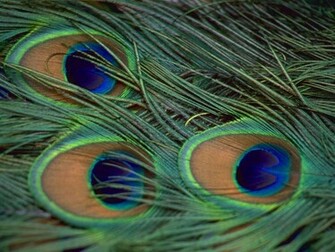 Wallpaper Peacock Feathers Desktop Background