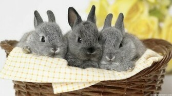 Rabbit Desktop Wallpaper HD