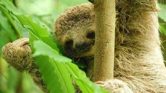 Baby Sloth Wallpaper Dpi Jpg 1920x
