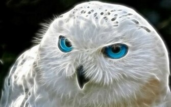 Snowy Owl Computer Wallpaper Desktop Background Id