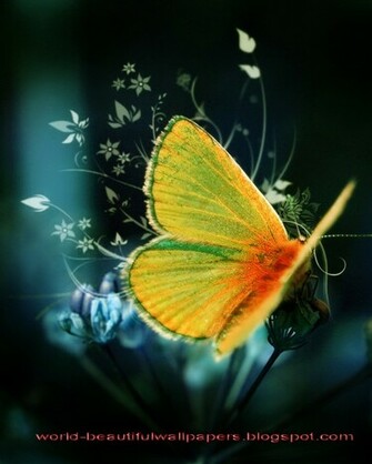 Beautiful Wallpaper Butterflies