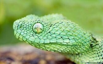 African Bush Viper Cool Looking Sweet