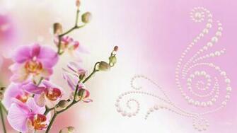 Attractive Pink Orchids Wallpaper Beautiful Desktop