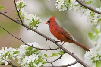 Cardinal Bird Wallpaper
