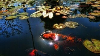 Koi Fish In The Pond Wallpaper Animal