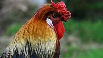 Hen Chicken Bird In Farm HD Wallpaper