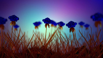 Wildflowers Bf3z21z7sd2jakck Wallpaper