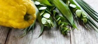 Join Us For The Ourcrowd Annual Sukkot Event