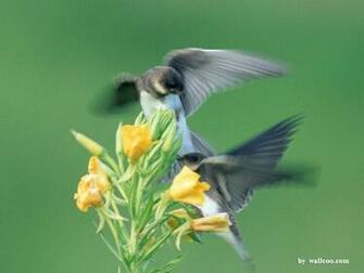 Lovely Birds Wallpaper