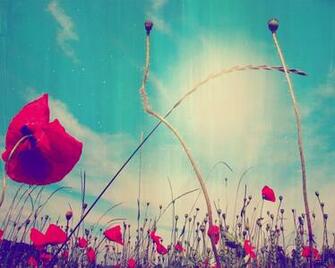 Poppies Wallpaper By Diaua