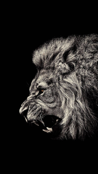 En Angry Lion iPhone Wallpaper